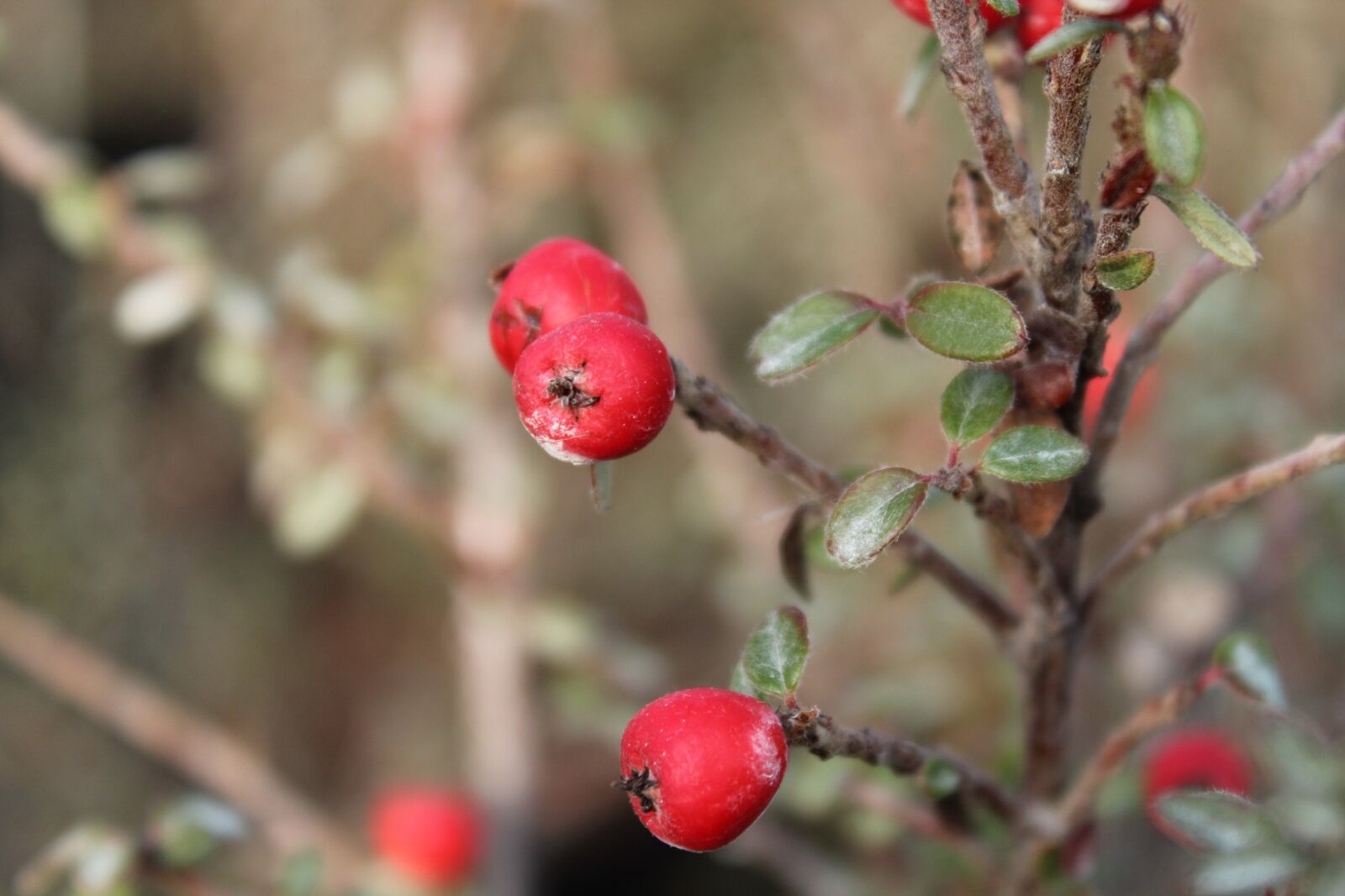 Canon EOS 1300D (EOS Rebel T6 / EOS Kiss X80) sample photo. Cotoneaster, berries, winter photography