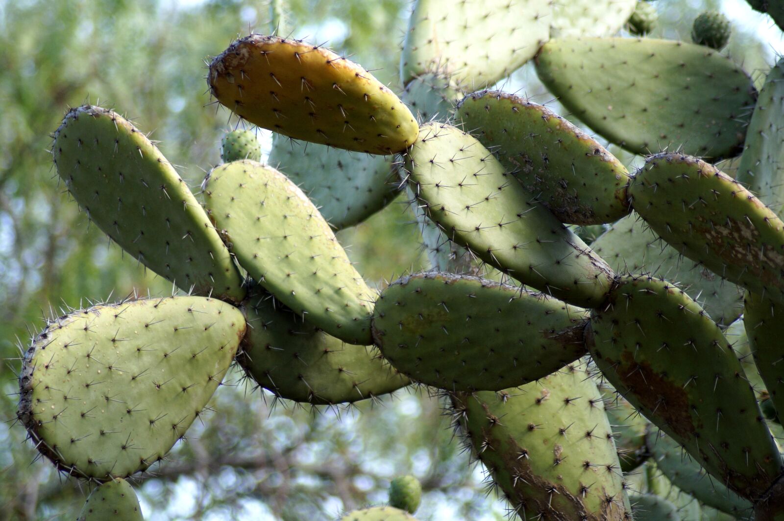 Sony SLT-A58 sample photo. Cactus, plant, spur photography