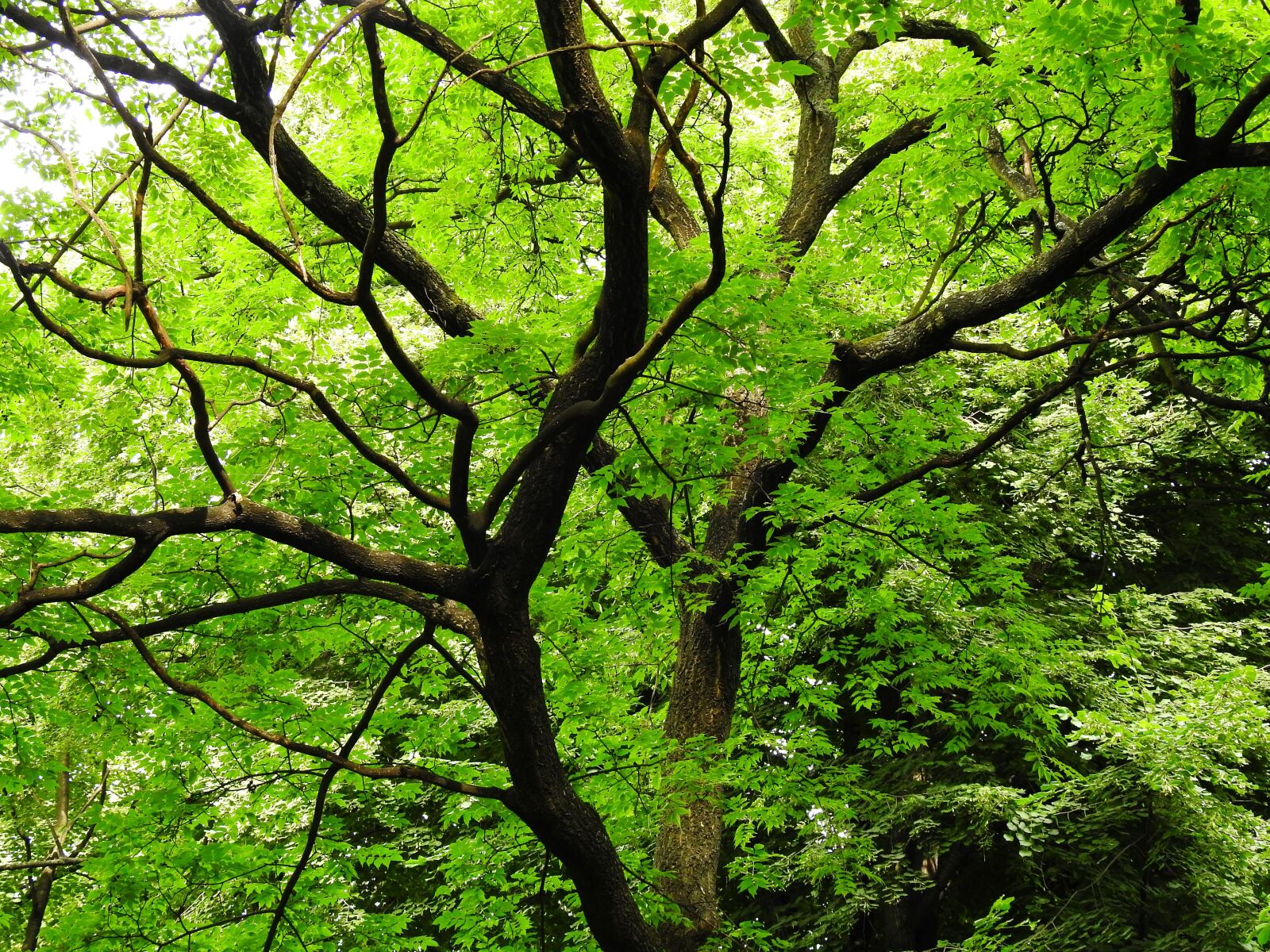 Nikon Coolpix P900 sample photo. Tree, crown, foliage photography