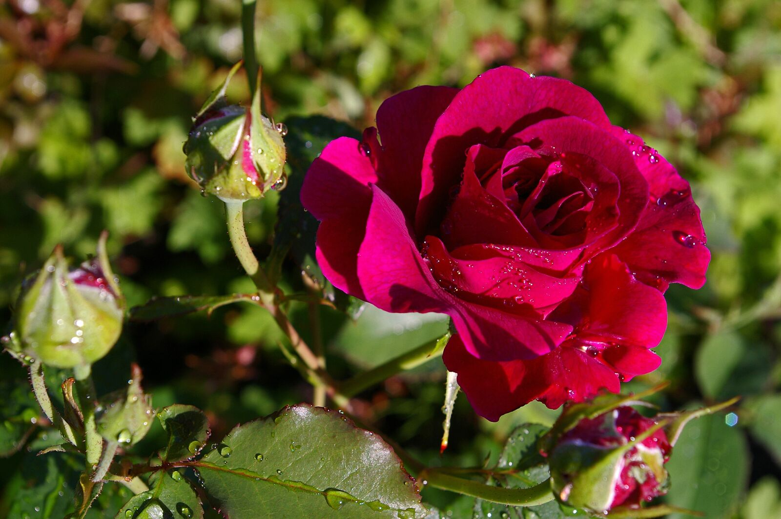 Pentax *ist DL2 sample photo. Rose, red rose, scented photography