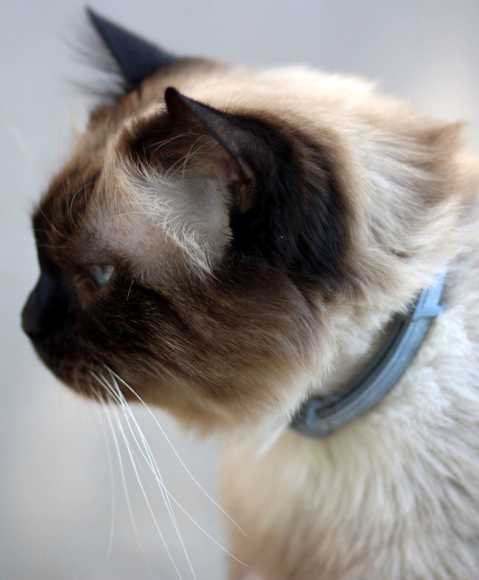 Canon EOS 700D (EOS Rebel T5i / EOS Kiss X7i) + Canon EF 85mm F1.8 USM sample photo. Cat, burmese, blue eyes photography