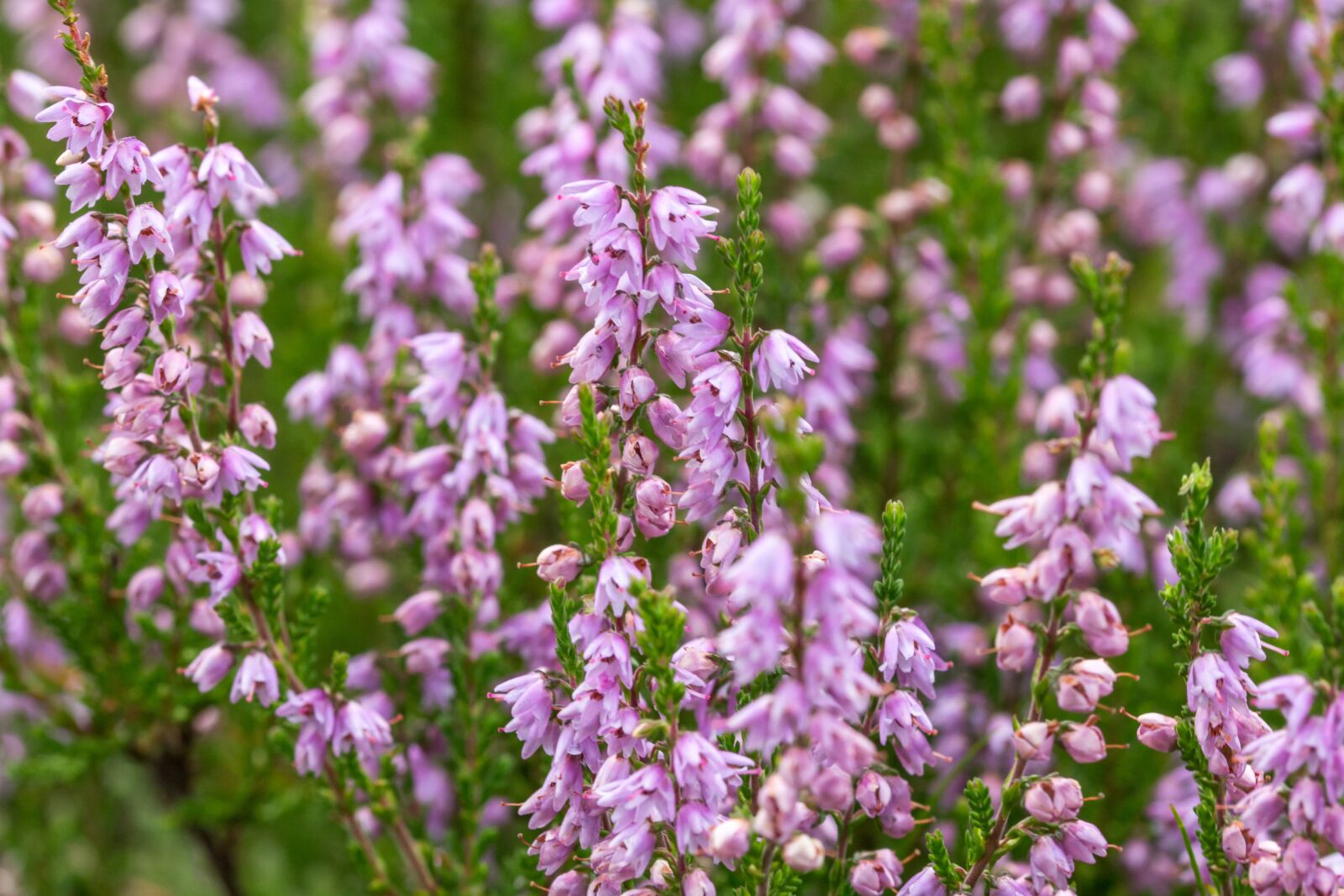 Canon EOS 700D (EOS Rebel T5i / EOS Kiss X7i) sample photo. Flowers, snow heath, garden photography