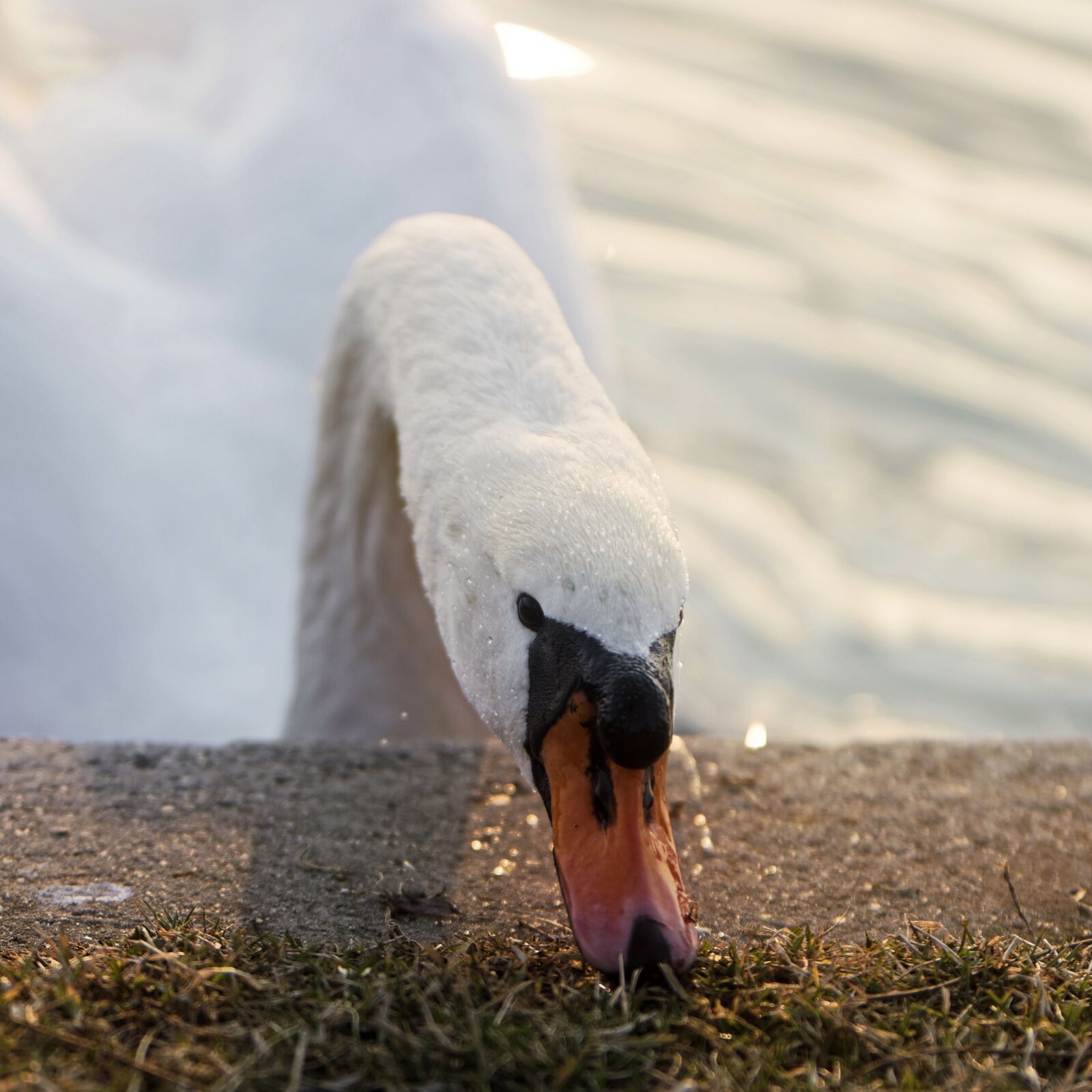Nikon D5300 sample photo. The swan, white, almost photography