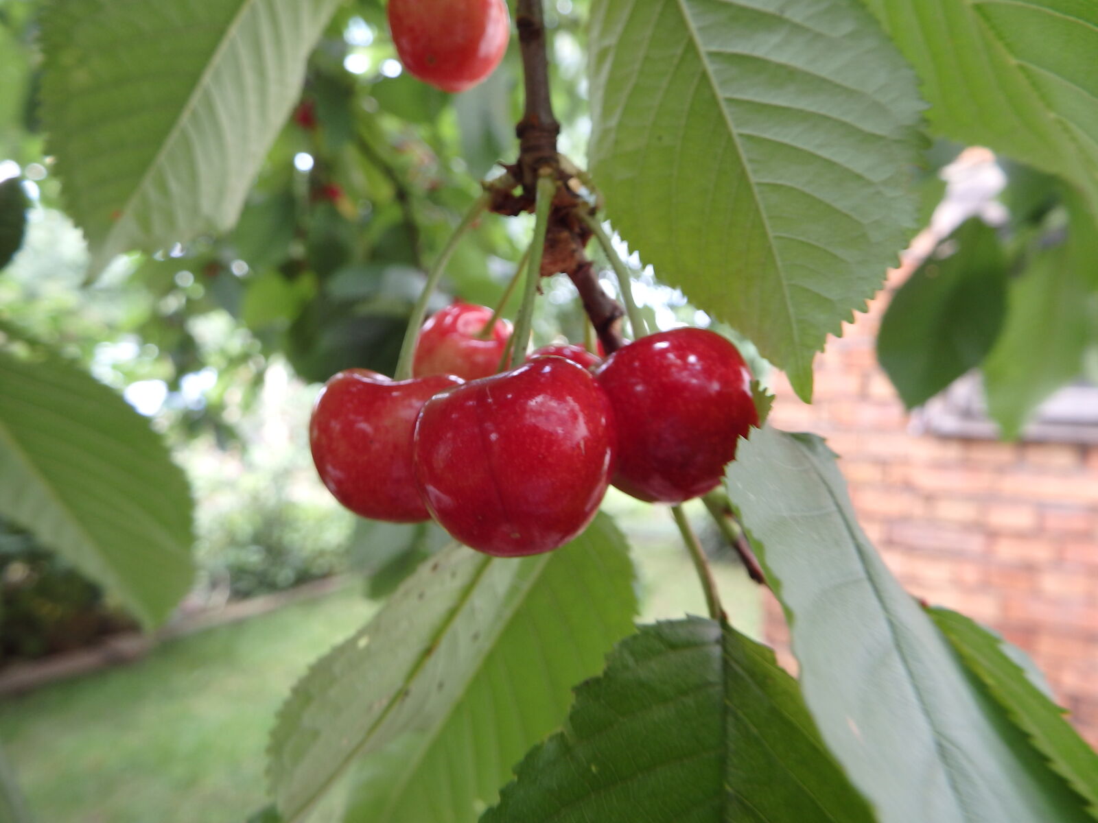 Olympus SP-100EE sample photo. Cherries, food, fruits, spring photography