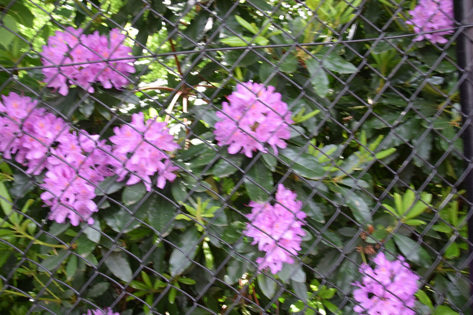 Nikon D5300 sample photo. Flower, summer, pink photography
