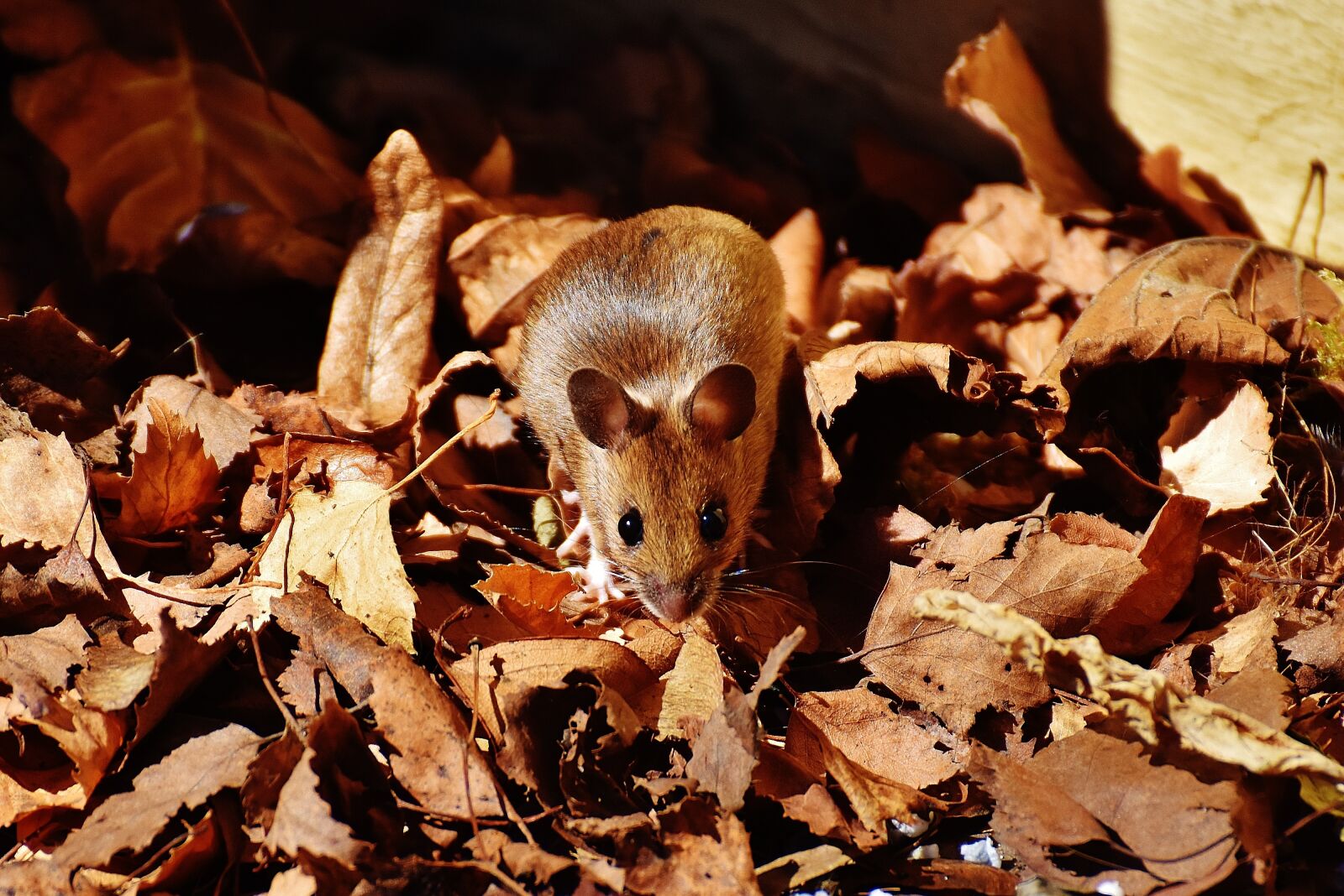 Nikon D7200 sample photo. Wood mouse, nager, cute photography