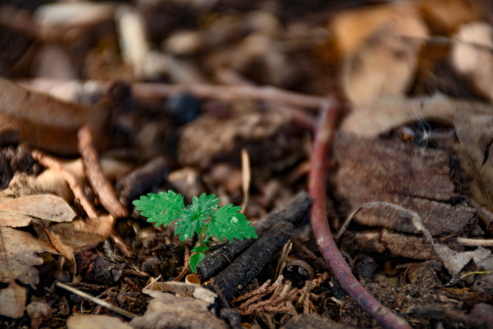 Nikon D7500 sample photo. Life, green, nature photography