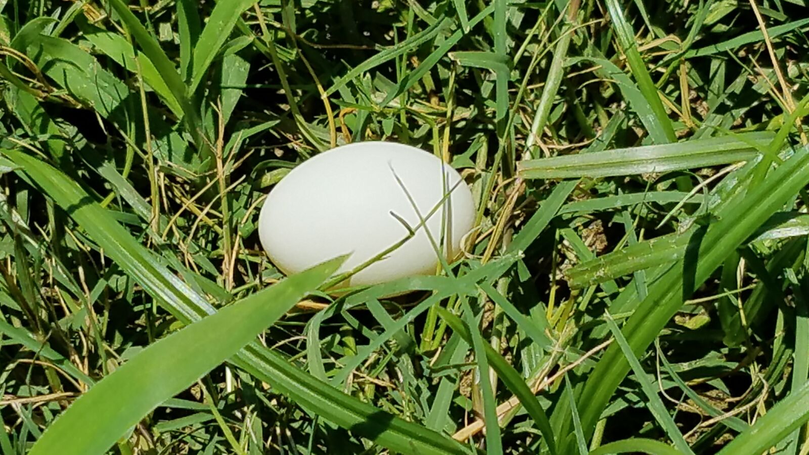 Samsung Galaxy S7 sample photo. White, egg, grass photography