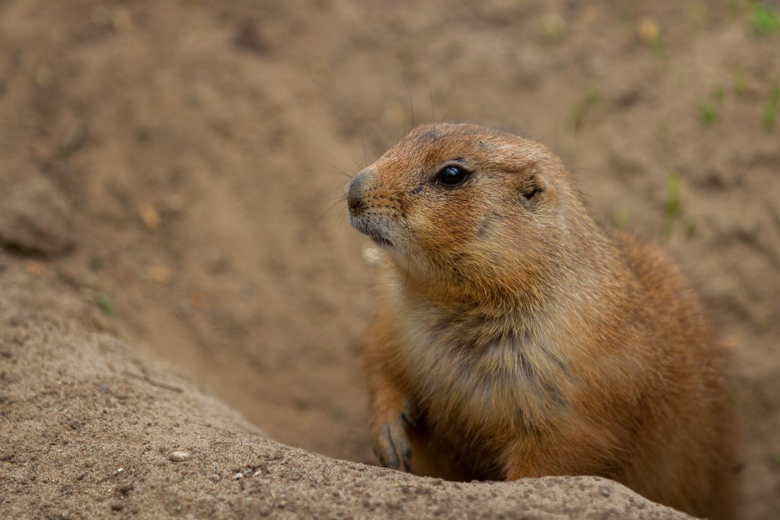 Canon EOS 7D sample photo. Animal world, prairie dog photography