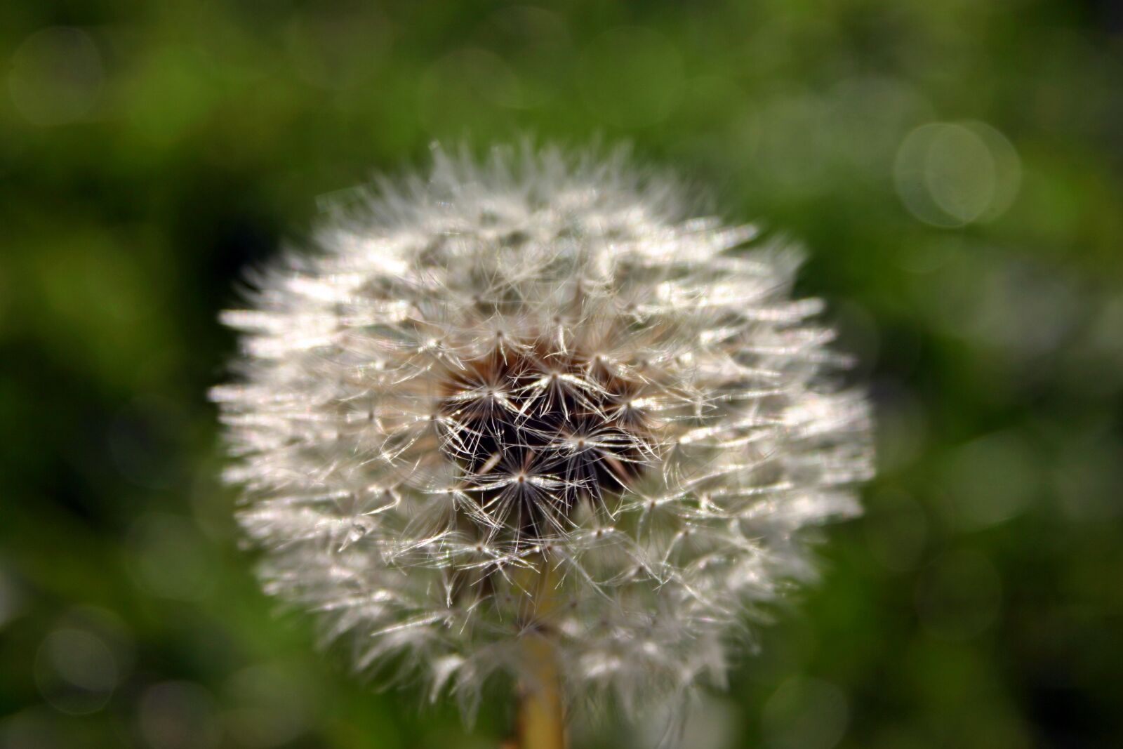 Canon EOS 300D (EOS Digital Rebel / EOS Kiss Digital) sample photo. Dandelion, seeds, nature photography