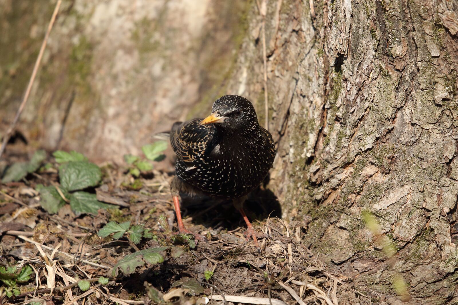 Sigma 100-400mm F5-6.3 DG OS HSM sample photo. Starling, bird, nature photography