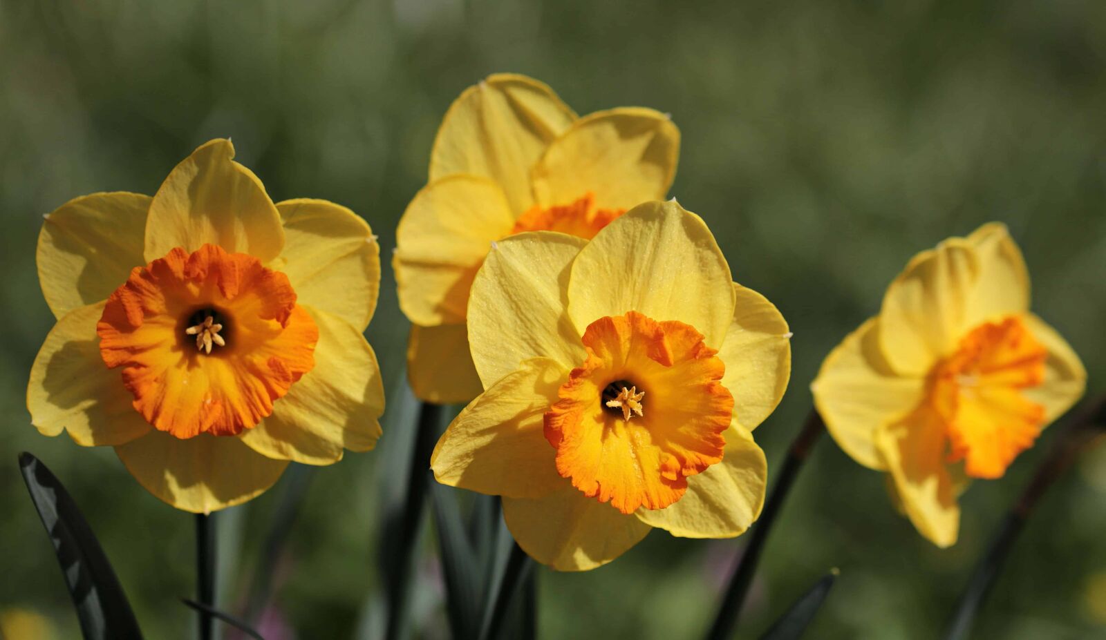 Canon EOS 80D sample photo. Daffodil, yellow flower, narcissus photography
