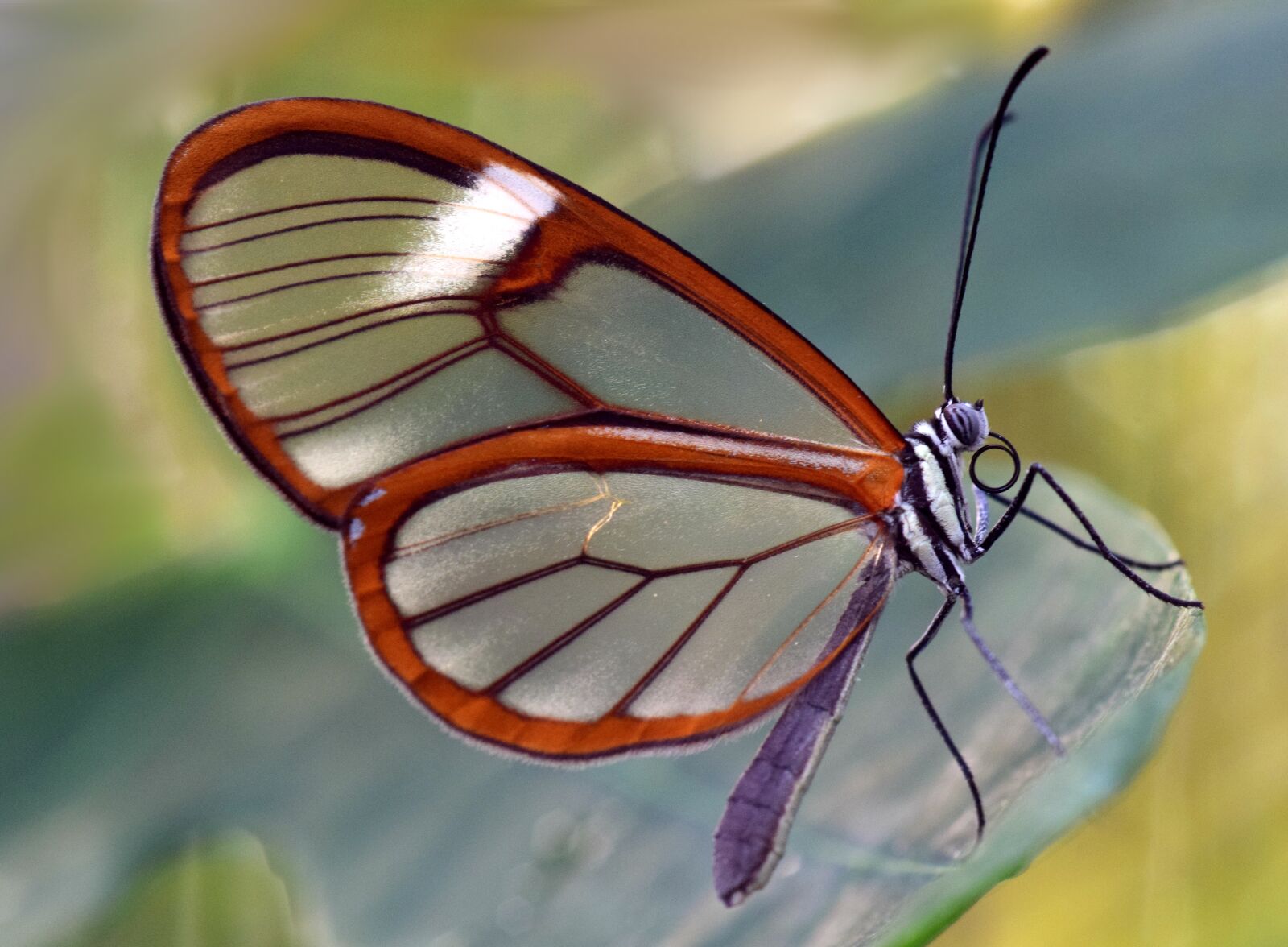 Nikon D3300 sample photo. Butterfly, glass wings, greta photography