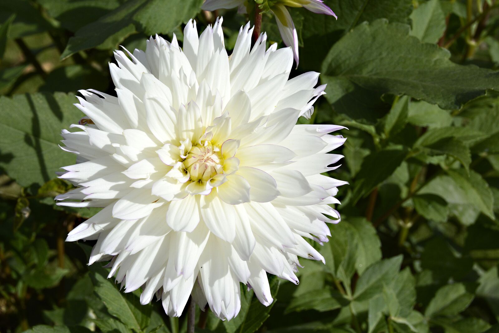 Nikon D7100 sample photo. Dahlia, flower, blossom photography