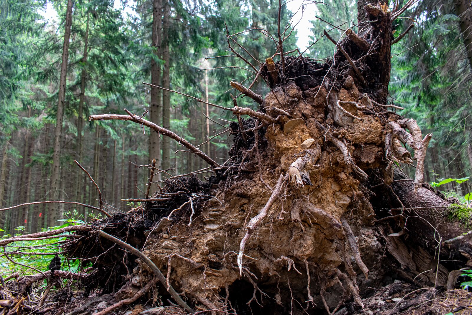 Nikon D5300 sample photo. Root, forest, fallen tree photography