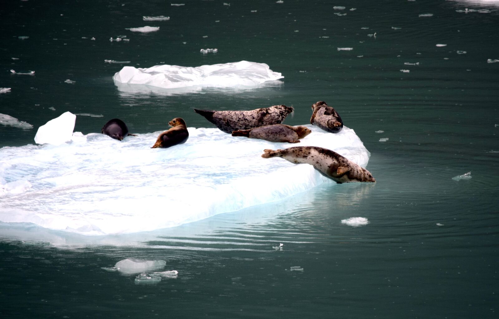 Nikon D3300 sample photo. Iceberg, seals, animal photography
