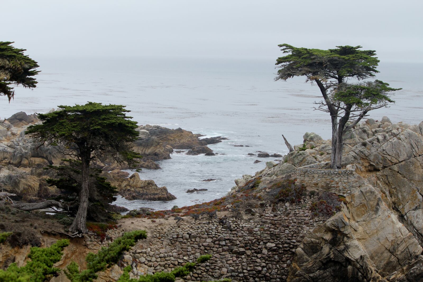 Canon EOS 550D (EOS Rebel T2i / EOS Kiss X4) sample photo. California, cypress tree, 17 photography