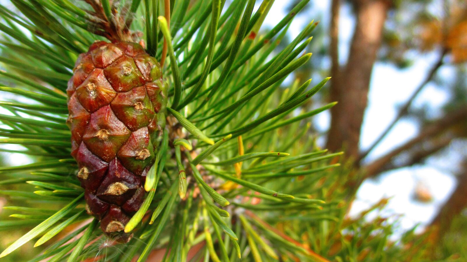 Canon IXUS 185 sample photo. Pine cone, branch, spruce photography