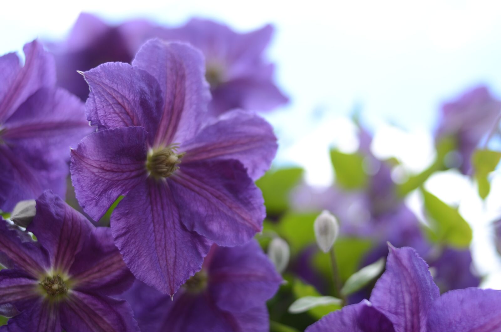 Nikon D5100 sample photo. Flower, purple, nature photography