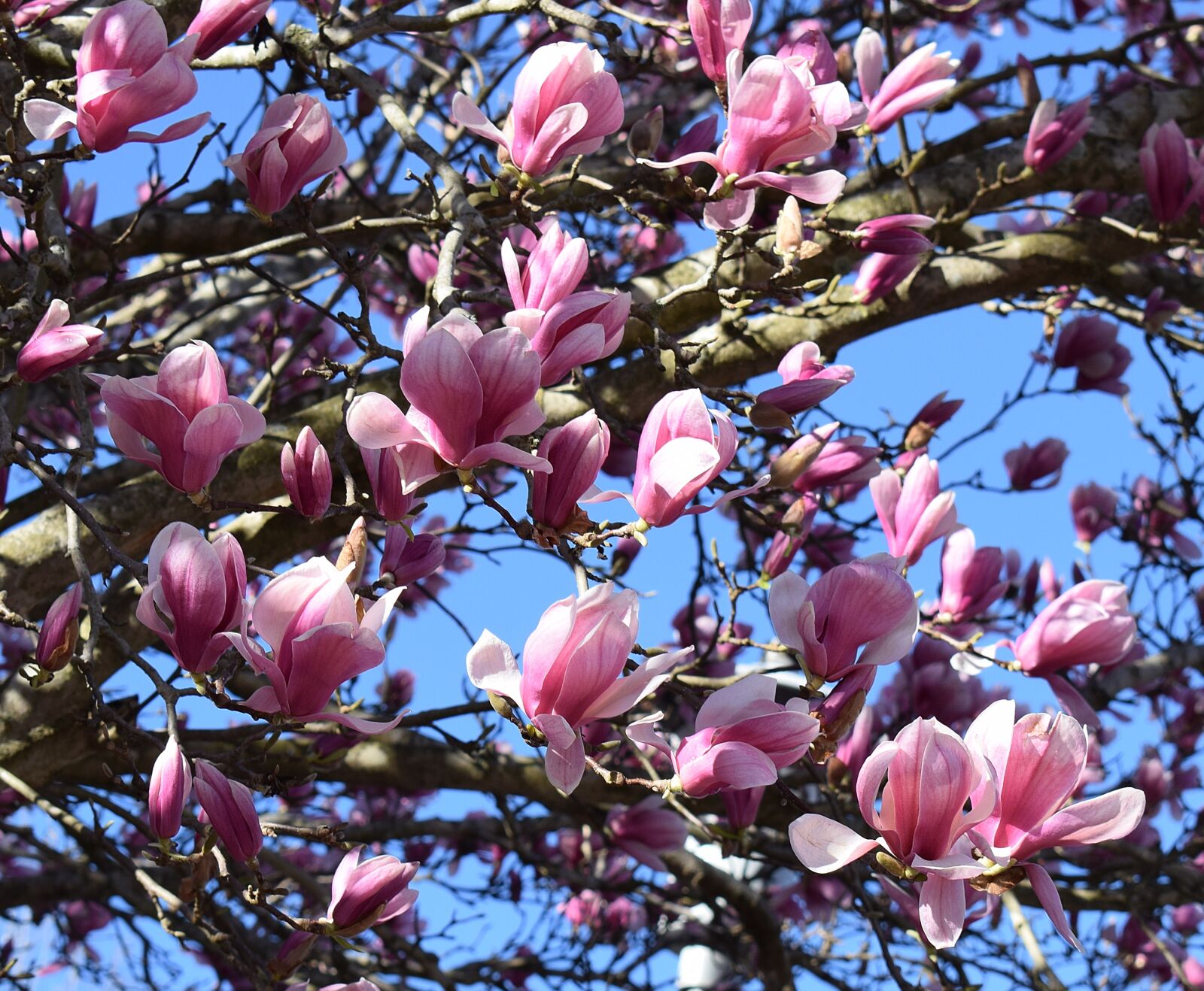 Nikon D3300 sample photo. Pink magnolia, magnolia, tree photography