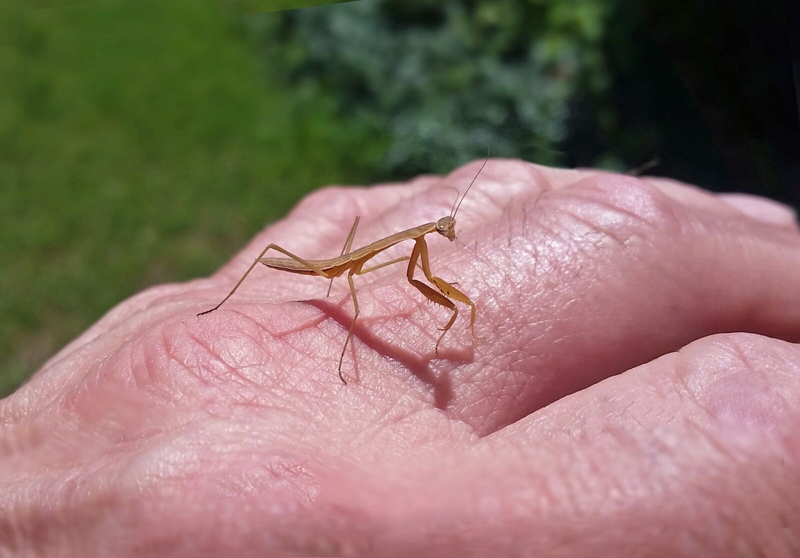Samsung Galaxy S5 sample photo. Insects, garden, flowers photography