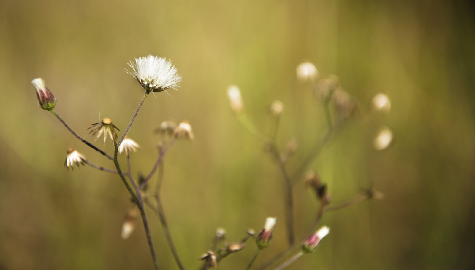 Nikon D7200 sample photo. Bloom, macro, blossom photography