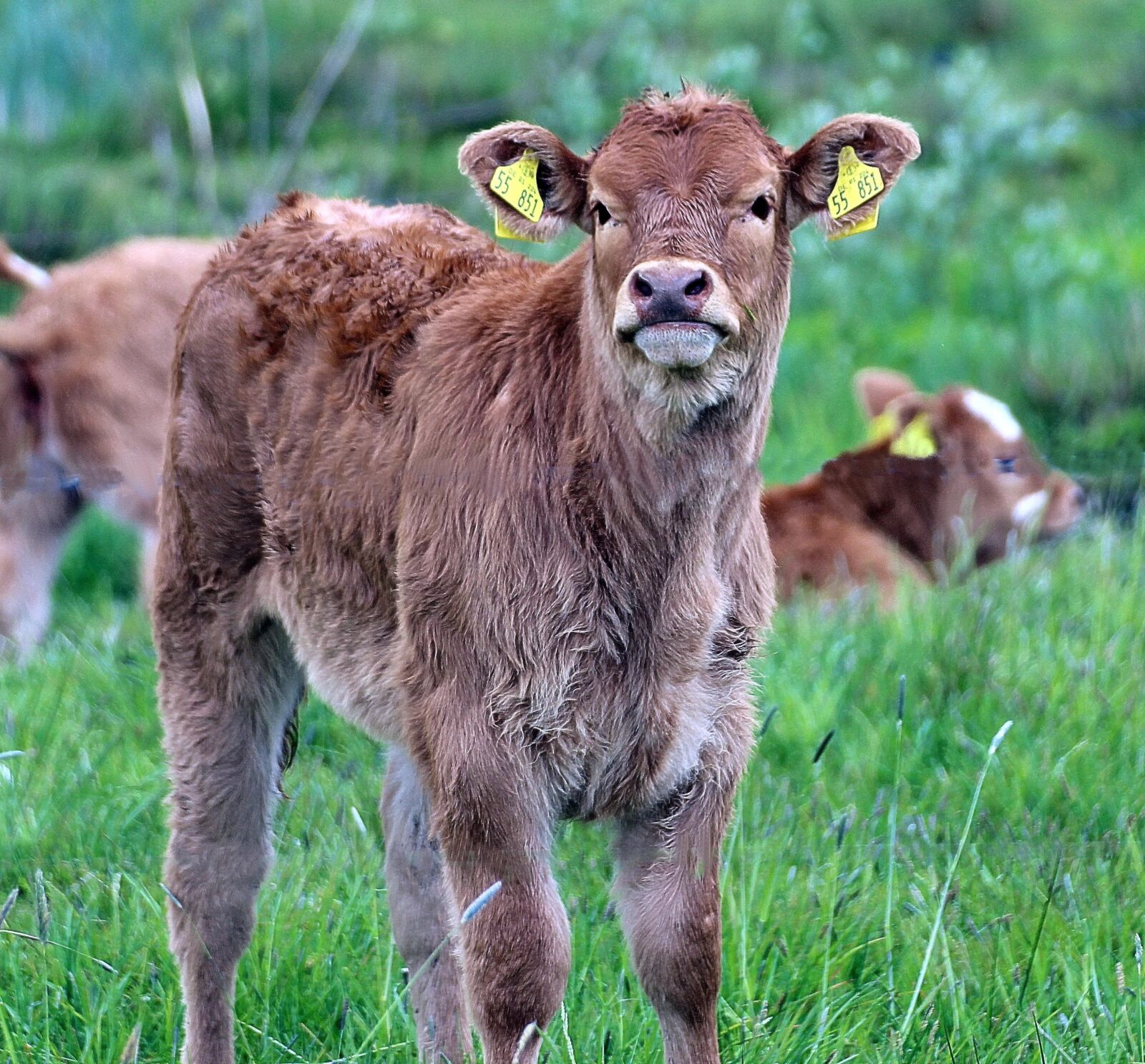 Canon EOS 600D (Rebel EOS T3i / EOS Kiss X5) sample photo. Brown swiss, bos primigenius photography
