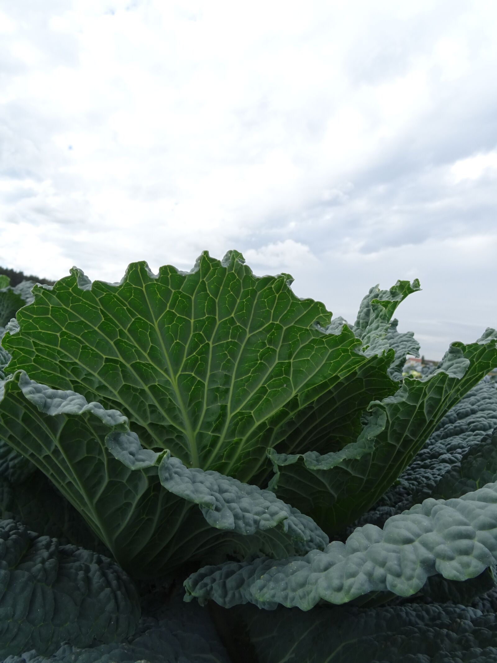 Sony DSC-HX60 sample photo. Kohl, herb, eat photography