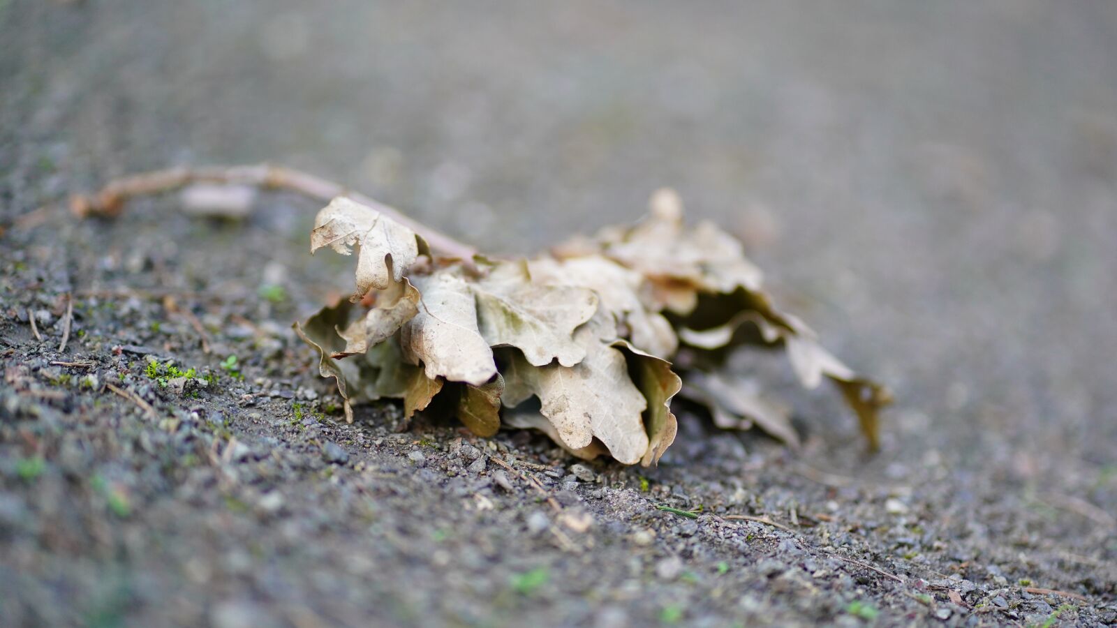 Sony FE 85mm F1.8 sample photo. Autumn, leaves, dry photography
