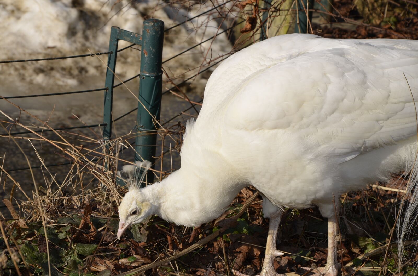 Nikon D5100 sample photo. Nature, bird, farm photography