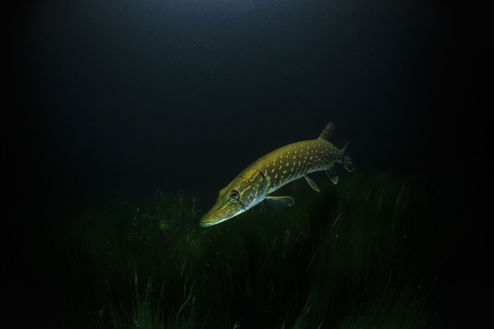 Canon EF 8-15mm F4L Fisheye USM sample photo. Pike, night, underwater photography