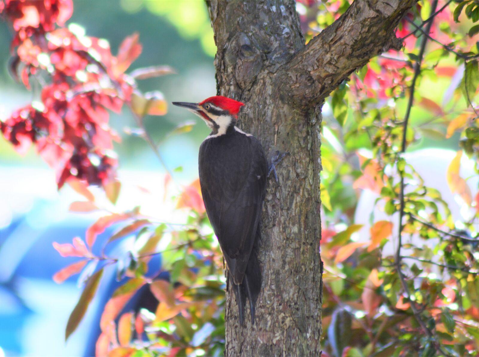 Nikon D7100 sample photo. Pileated woodpecker, bird, wildlife photography
