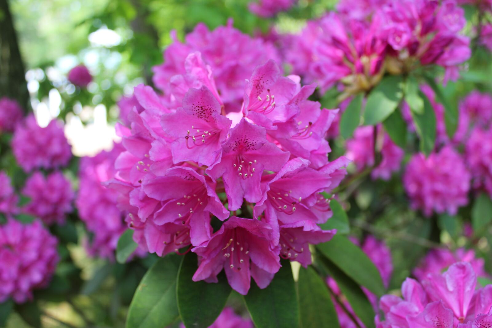 Canon EOS 1300D (EOS Rebel T6 / EOS Kiss X80) sample photo. Flower, pink, pink flowers photography