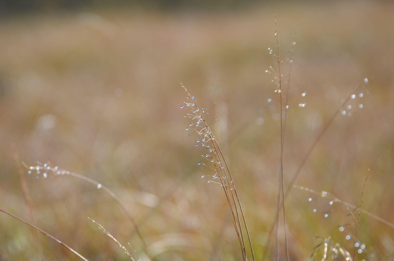 Nikon D7000 sample photo. Background, grass, nature photography