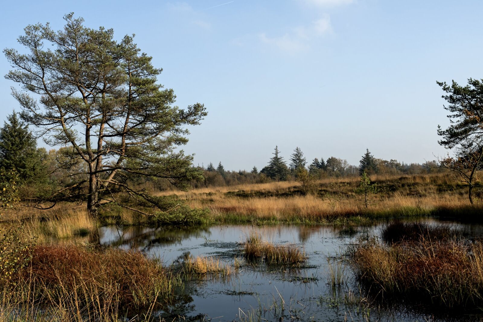 Olympus OM-D E-M5 II sample photo. Heide, heathland, erika photography
