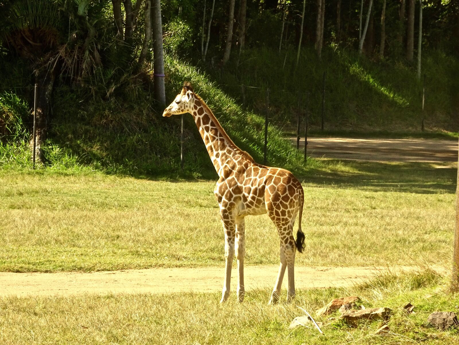 Sony Cyber-shot DSC-HX90V sample photo. Giraffe, calf, young photography
