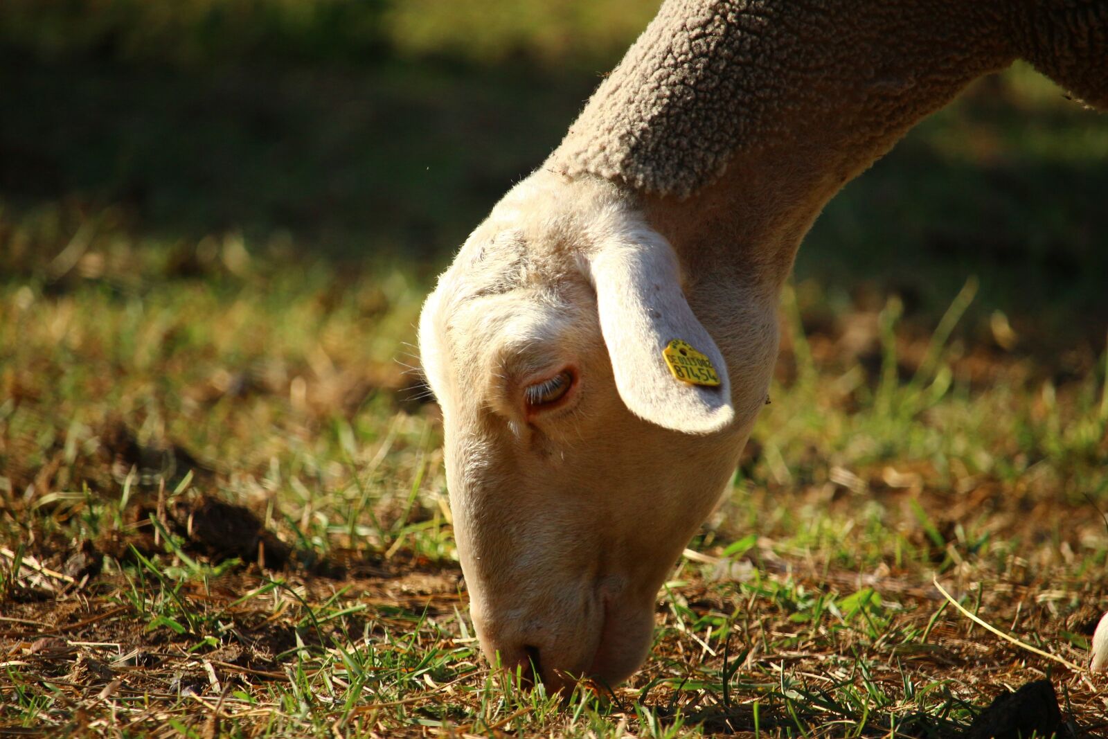 Canon EOS 100D (EOS Rebel SL1 / EOS Kiss X7) sample photo. Sheep, animal, pasture photography