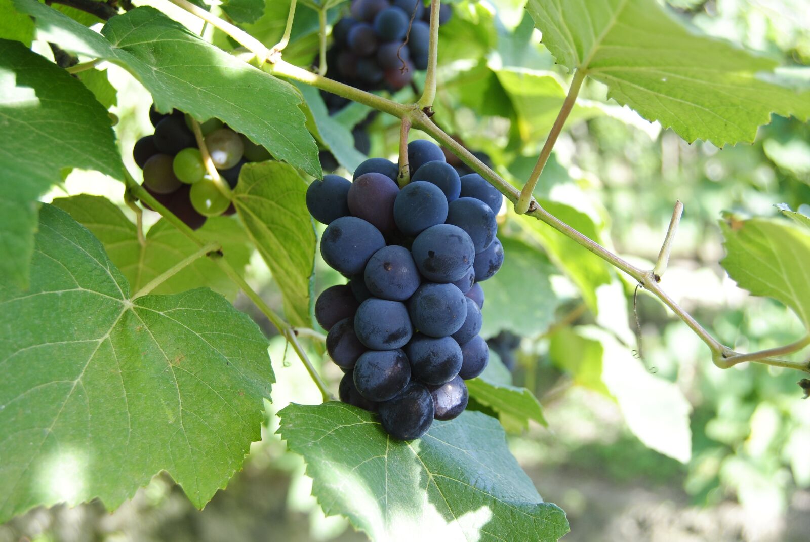Nikon D3000 sample photo. Grapes, purple, wine photography