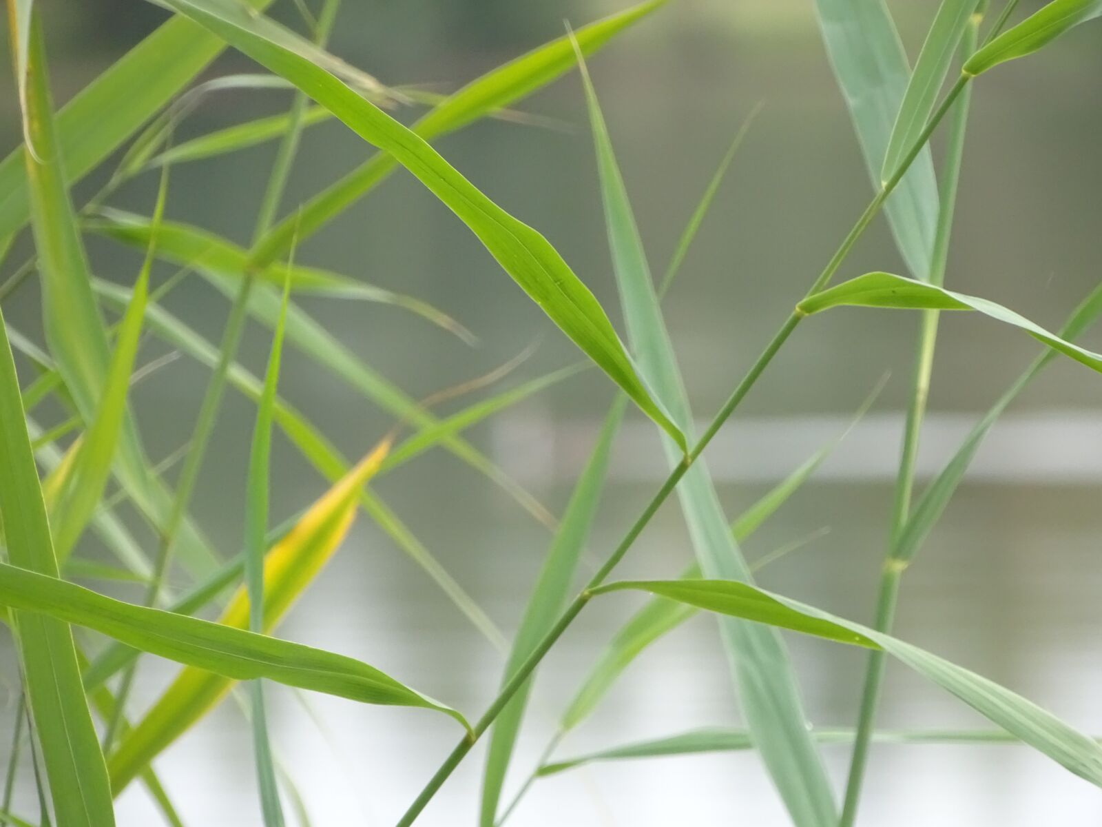 Sony Cyber-shot DSC-HX400V sample photo. Grass, grassy, blade photography