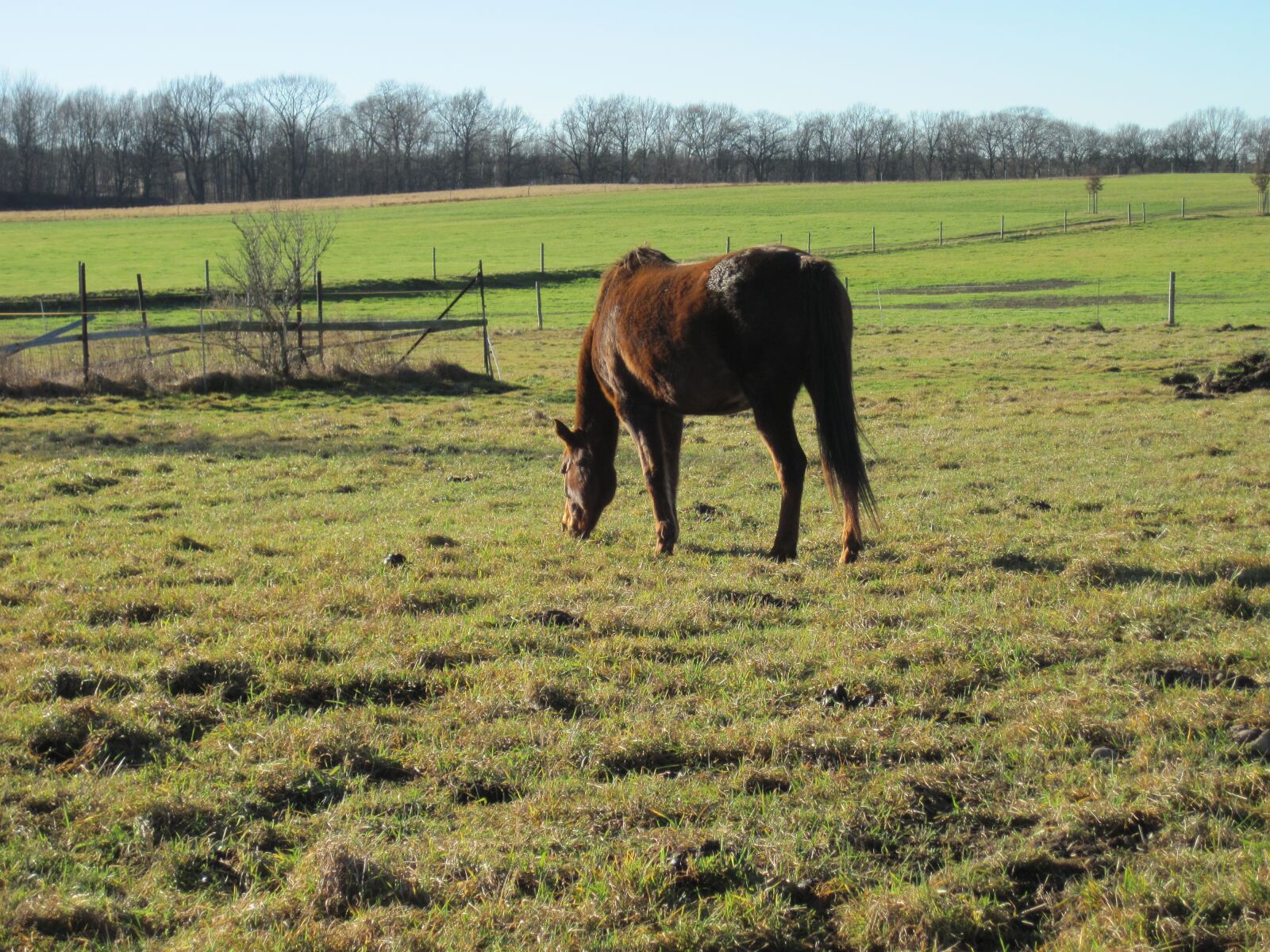 Canon PowerShot D10 sample photo. Horse, pasture, graze photography