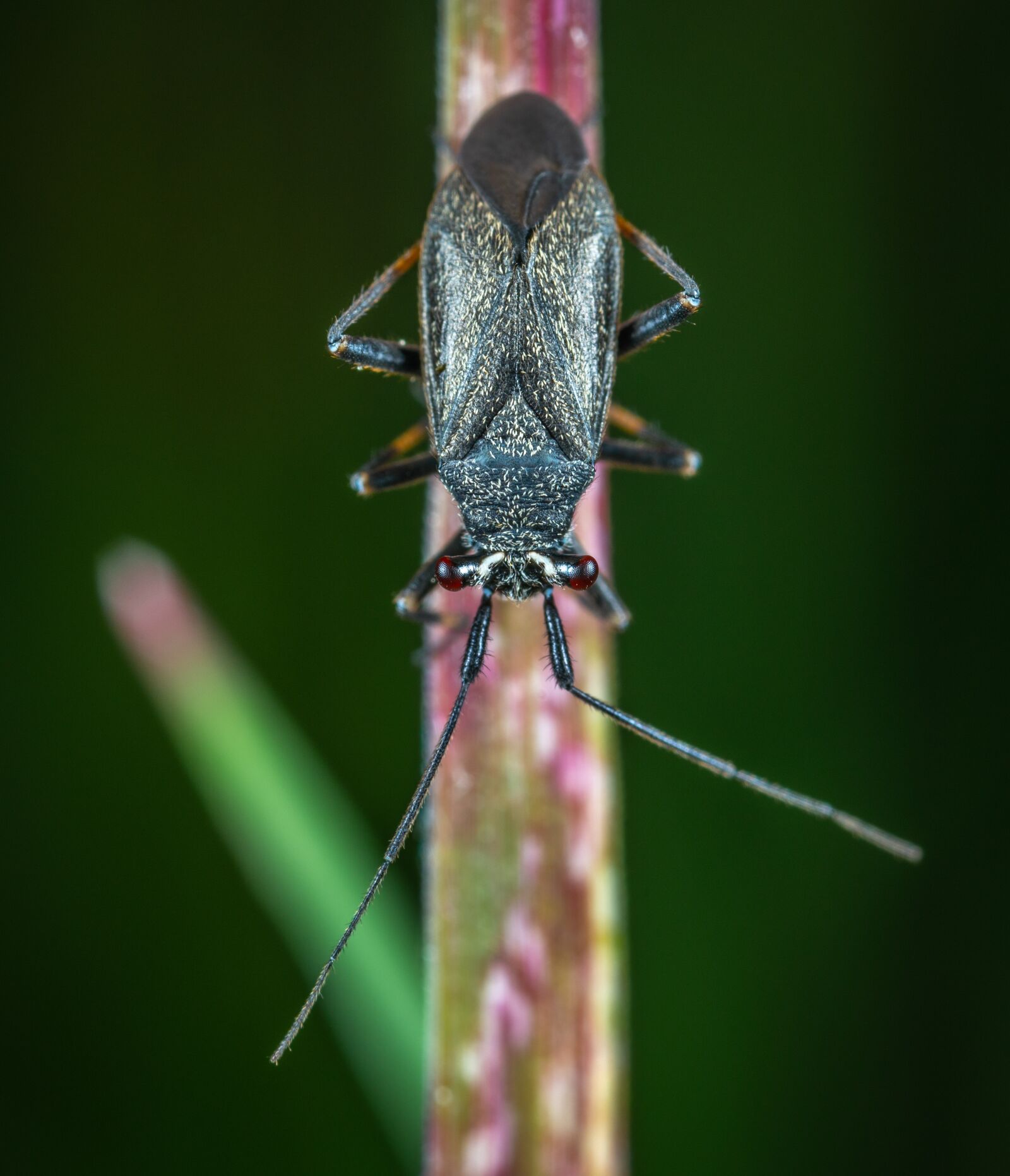 Sony a7R II sample photo. Macro, insect, nymph photography