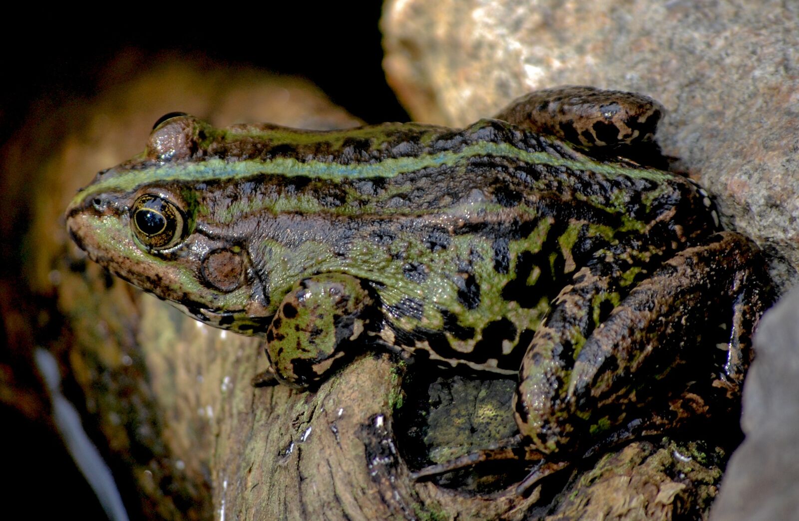 Nikon D40 sample photo. Frog, nature, sitting frog photography