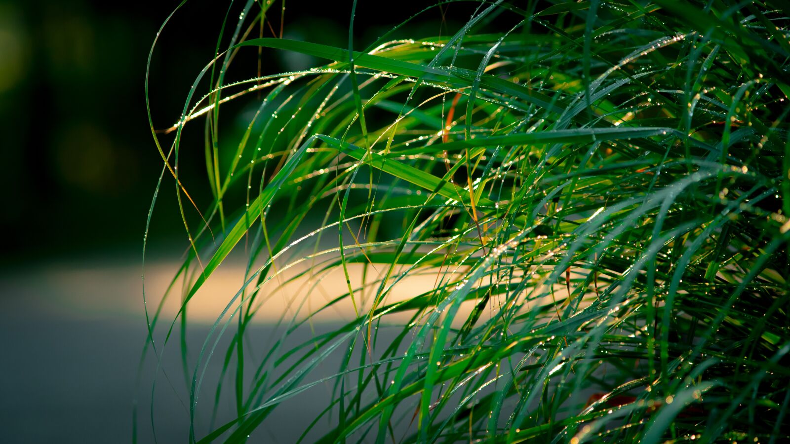Sony a7 III sample photo. Grass, nature photography
