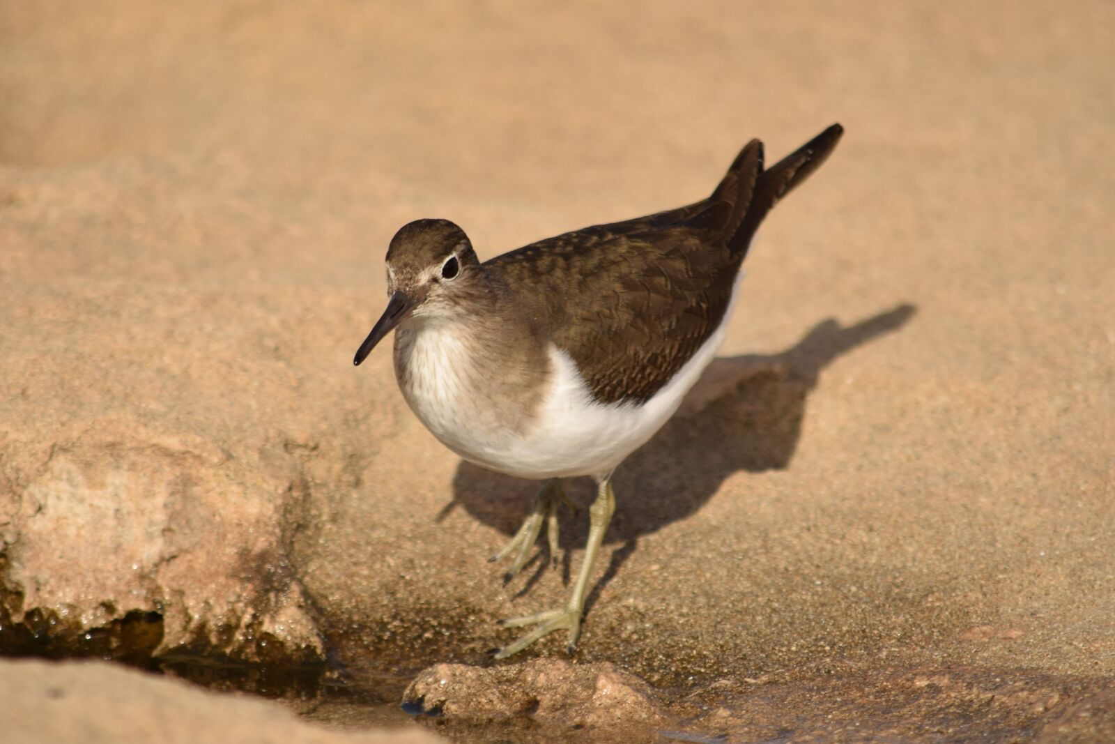 Nikon D3300 sample photo. Stint, bird, wildlife photography