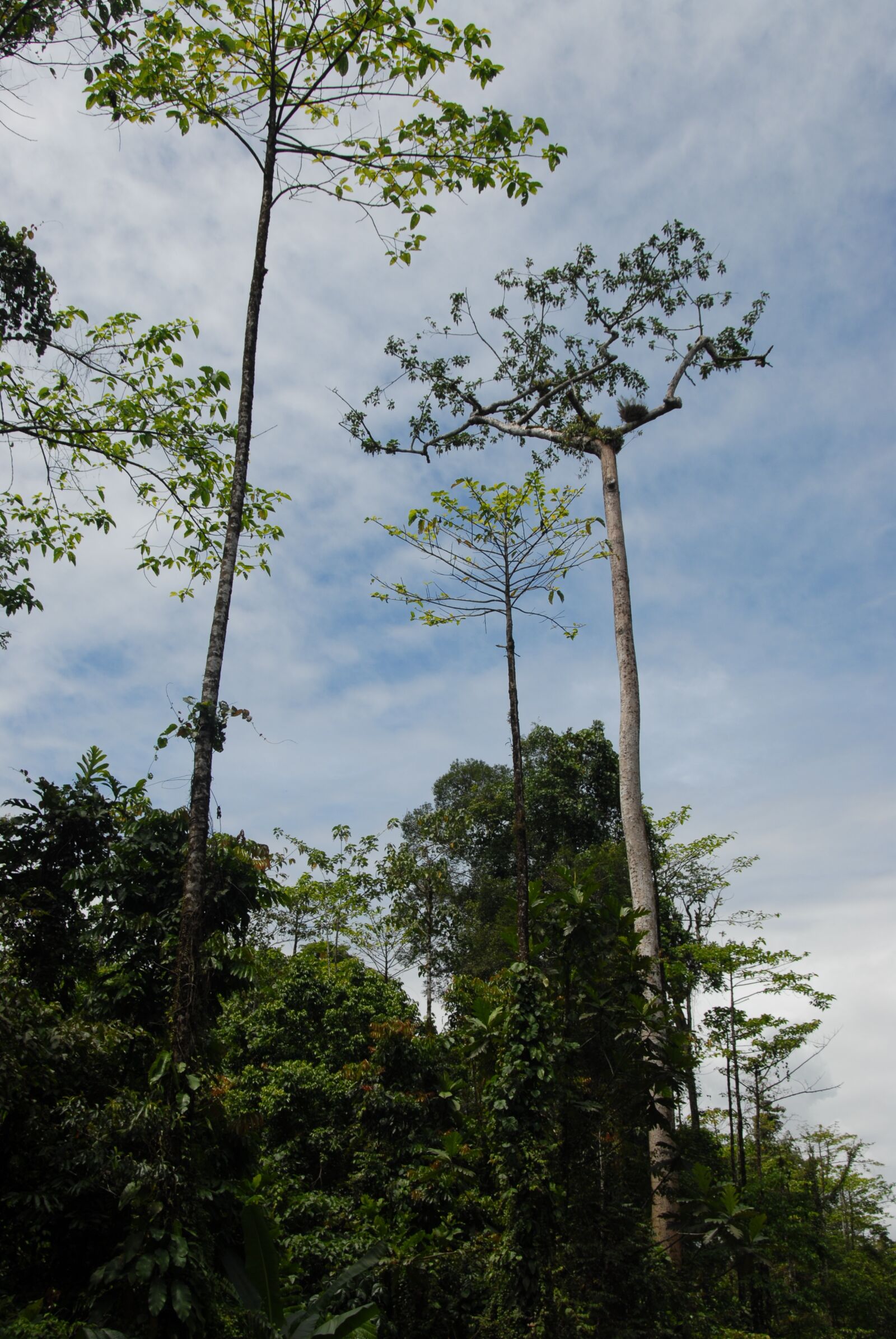 Nikon D200 sample photo. Jungle, trees, rainforest photography