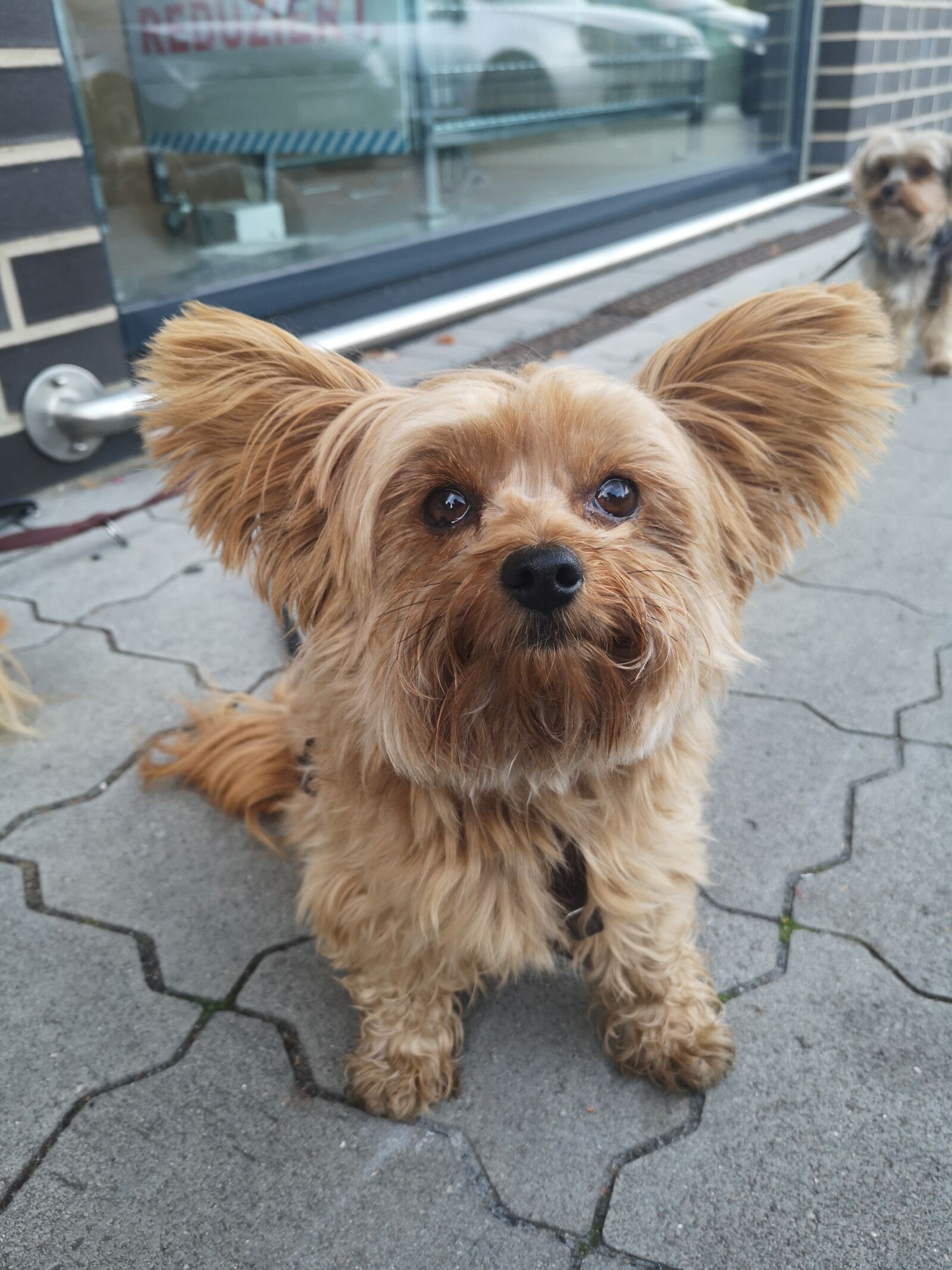 HUAWEI P20 sample photo. Dog, gismo, cute photography