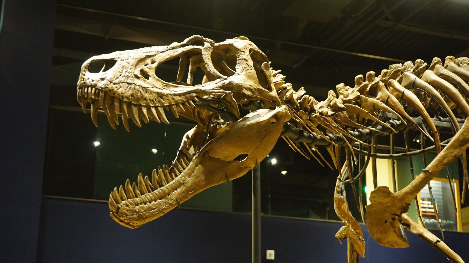 Sony E 16-50mm F3.5-5.6 PZ OSS sample photo. Extinct, predator, dinosaur photography