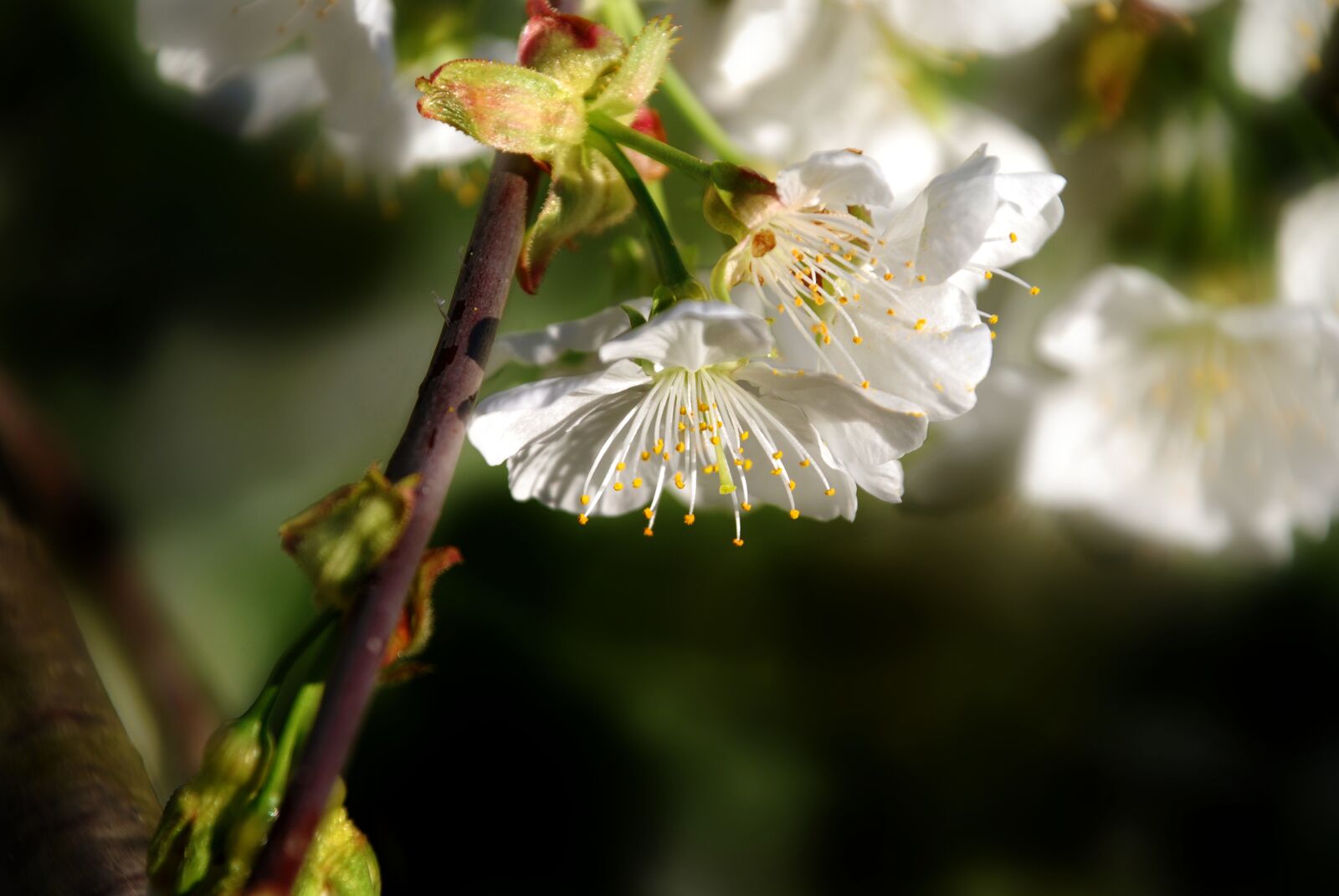 Nikon D80 sample photo. Cherry blossom, spring, cherry photography