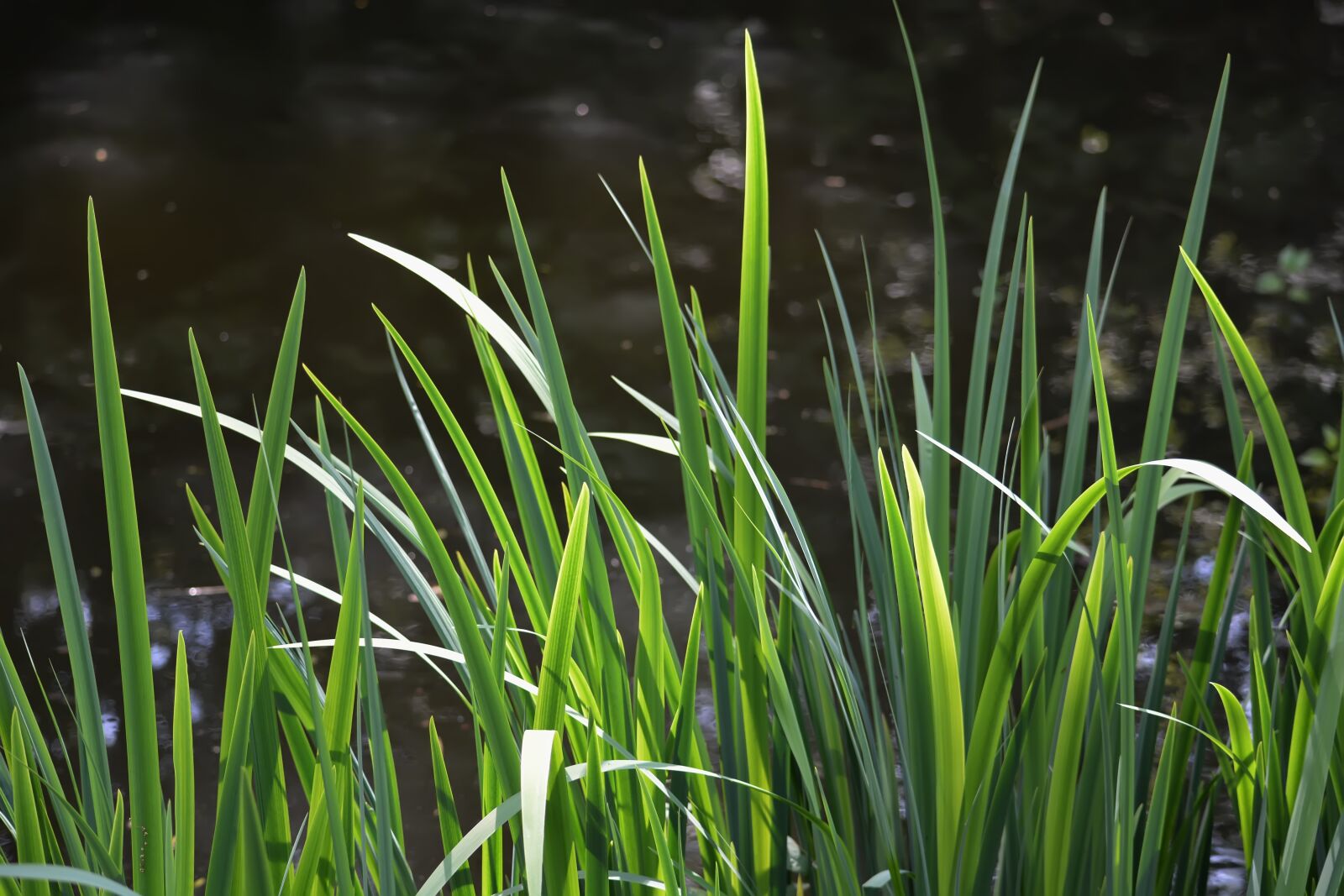 Nikon D5200 sample photo. Spring, swamp, background photography