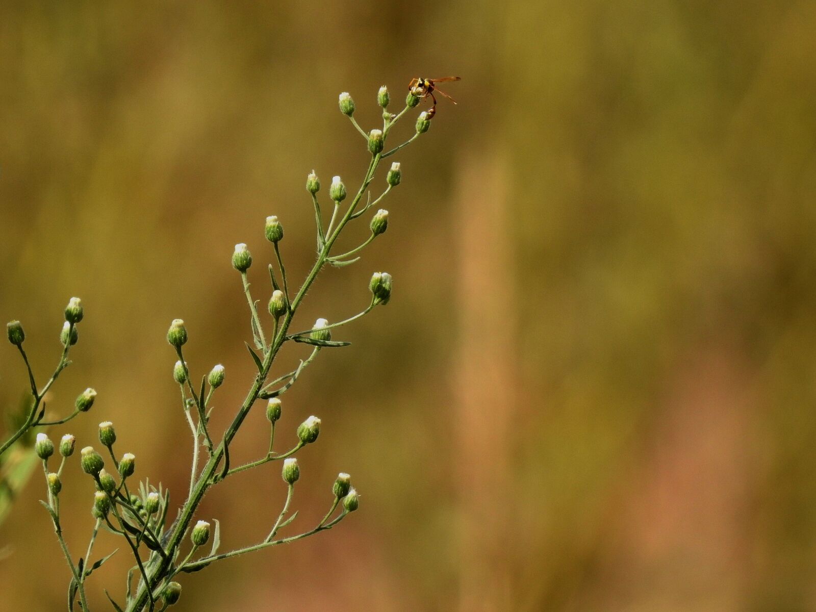 Nikon Coolpix P900 sample photo. Shrub, bud, nature photography
